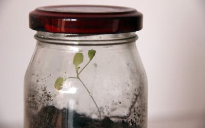 Exposición "Ezbozo en Frasco; Presencias en la Cocina" Luisa Barrera Exposición "Ezbozo en Frasco; Presencias en la Cocina" Luisa Barrera