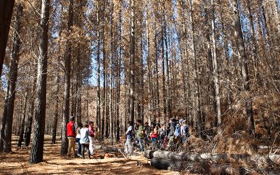 Estudiantes reforestan en el Maule
