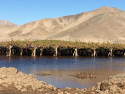 Desde más de una década  que la Facultad de Ciencias Agronómicas de la Universidad de Chile se encuentra instalada en la región de Atacama, mediante diversos proyectos 
