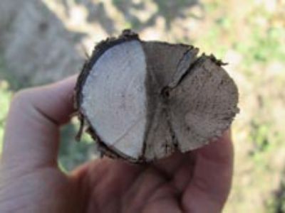Lesión en planta de vid cv. Cabernet Franc provocada por hongos de la madera de la vid. 