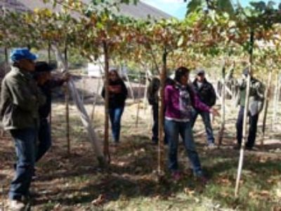 La profesora Cecilia Peppi y productores de uva para pajarete discutiendo la poda y analizando las diferencias entre patrones y variedades nuevas