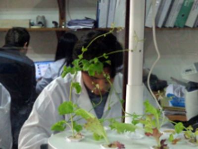 Centro de Estudios de Postcosecha de la Facultad de Ciencias Agronómicas (CEPOC), ha contribuido en el desarrollo de las hortalizas pre-cortadas .