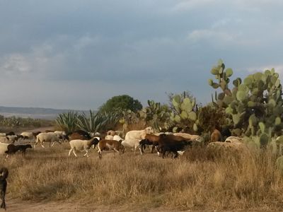 Nopales y ovinos en un rancho de Ojuelos de Jalisco, México