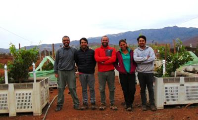 Parte del equipo de trabajo del APA, desde la izquierda: Víctor Muñoz, Mirko Talamilla, Nicolás Franck, Denisse Zamorano y Manuel Cáceres en el ensayo de "memoria del estrés" en vides.