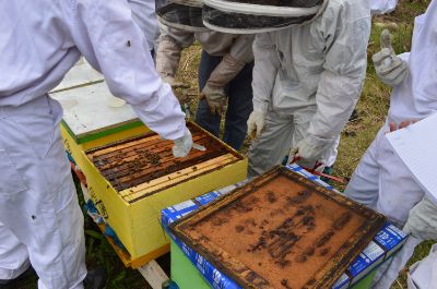 El taller consistió en aprendera  detectar el ácaro (<em>Varroa jacobsoni</em> O.) que se alimenta de la hemolinfa de las abejas.
