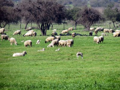 Campo de parición de ovejas en la Sección Ovinos de la EE Rinconada de Maipú.