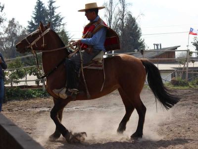 Se realizó una muestra ecuestre en la que se explicó además las características del caballo chileno.