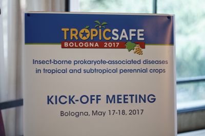 El proyecto europeo TROPICSAFE  busca abordar las enfermedades que afectan a la palma, los cítricos y la vid. 