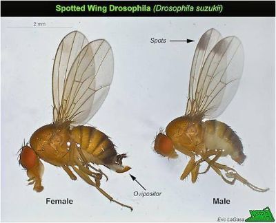La Drosophila suzukii en Chile es una plaga exótica, de reciente detección y que se encuentra bajo medidas fitosanitarias de emergencia provisionales, señalaron desde el SAG.