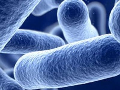 El académico especialista en inocuidad alimentaria, indicó los focos de contaminación y metodologías para disminuir el riesgo asociado a esta bacteria patógeno.