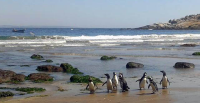 Ocho pingüinos magallánicos fueron liberados en noviembre de 2014 luego de ser víctimas de una derrame de petróleo en Quintero.