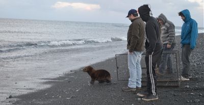 Sernapesca junto a vecinos devuelven al mar a un lobo marino extraviado en Quellón.