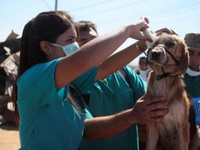 Durante el incendio en Valparaíso, ocurrido el año pasado, los s estudiantes y médicos veterinarios asistieron en terreno a miles de mascotas.