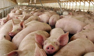 La vacuna bloquea la hormona GnRH y regula la reproducción en  mamíferos, cuyo objetivo es inmunocastrar cerdos, toros y perros.