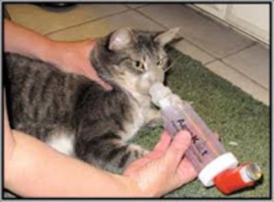 El asma es  común en los gatos, que se encuentran con mayor exposición en invierno ya que se mantienen más tiempo encerrado.