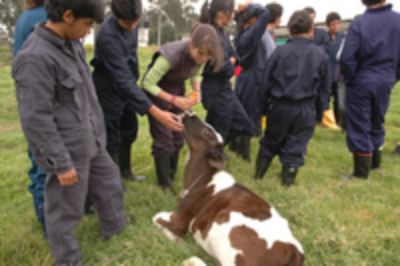 La FAO junto la Asociación Panamericana de Escuelas y Facultades de Ciencias Veterinarias promueven la necesidad de enfatizar el quehacer de la enseñanza veterinaria hacia el desarrollo agropecuario m
