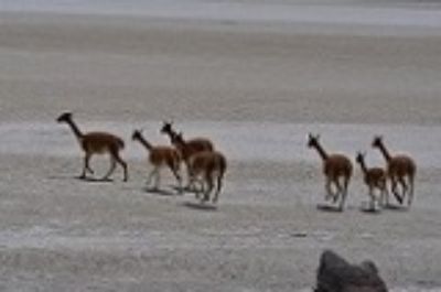 La situación de amenaza a la vicuña ha ido acentuándose los últimos años, aumentando las muertes de este animal.