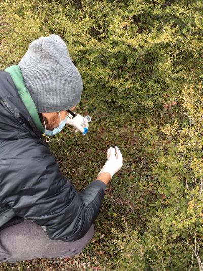 El veterinario Eric Eisenman, estudiante de magister de la Universidad de California Davis, colecta muestras de heces de carnívoros en Tierra del Fuego.