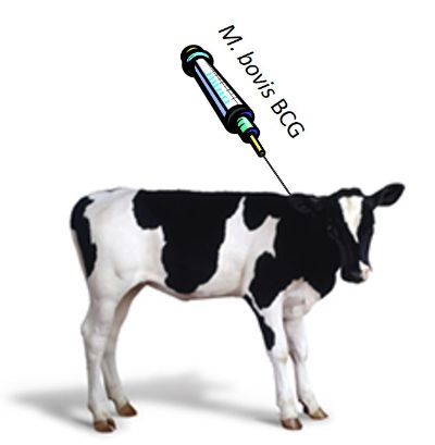 Por primera vez en Sud América se aplicará la vacuna BCG a bovinos para prevenir la tuberculosis.