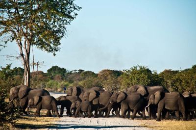 Desde que este país africano promovió la conservación de sus especies la población de elefantes ha aumentado considerablemente.