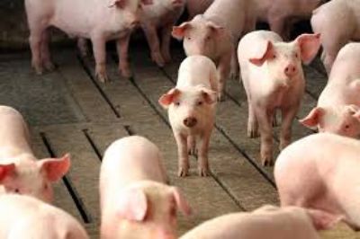 El virus PRRS es la enfermedad del cerdo más estudiada en el mundo, ya que genera grandes pérdidas económicas para la industria porcina.