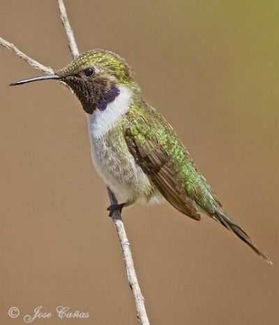 Aves de Chile: Picaflor de Arica.
