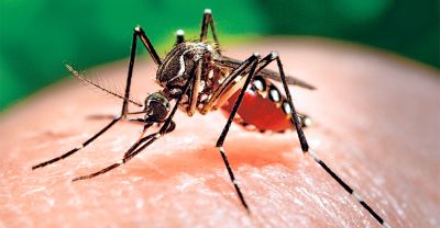 El virus Zika es una enfermedad similar al dengue, trasmitido a las personas a través de la picadura del mosquito infectado del tipo Aedes.