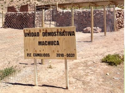 "Fortalecer los procesos de innovación y competitividad de la ganadería camélida de la Agricultura Familiar Campesina en San Pedro de Atacama, Alto El Loa y Ollagüe", se denomina el proyecto.