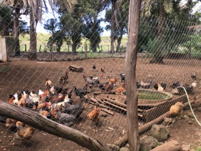 Los investigadores lograron identificar la infección con virus influenza en aves y cerdos mantenidos en sistemas de producción de traspatio (asociada a pequeños productores) en Chile central.