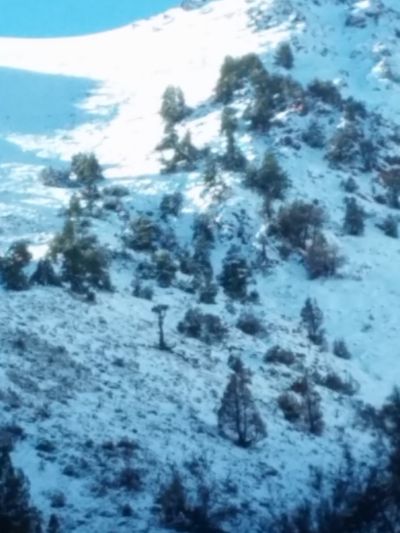 Cipreses milenarios en cumbre de Cerro Tabaco