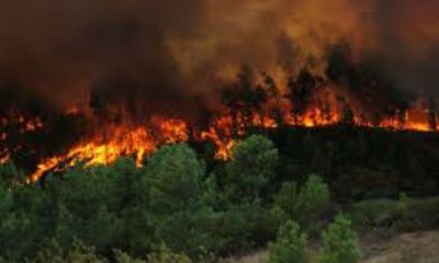 El plan busca restaurar y recuperar el patrimonio afectado por los incendios forestales ocurridos recientemente en el país.