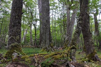 El estudio busca demostrar cómo llegar a un equilibrio en que la conservación sea compatible con la producción, aprovechando la multifuncionalidad de los bosques.