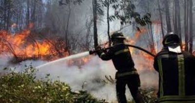 Si bien este año a la fecha han habido más incendios forestales, la extensión de daño ha sido mucho más acotada. 