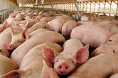 La vacuna de inmunocastración será usada primero en cerdos, proyectando una segunda etapa para bovinos y perros.