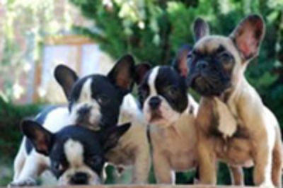Las razas de perros más sensibles a contraer problemas respiratorios son: Bóxer, Bull Terrier, Bulldog, Bulldog Francés, Pekinés, Shih Tzu y Shar Pei