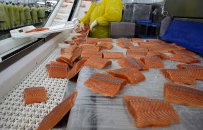 La industria salmonera realiza envíos de más de 800 mil toneladas anuales y emplea a casi 60 mil personas.