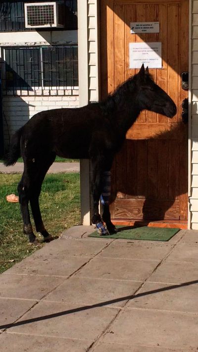Hoy el menor de los caballos rehabilitados en la U. de Chile está próximo al alta.