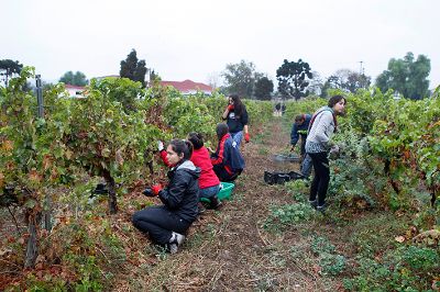 Durante el día participaron en la cosecha de la uva.