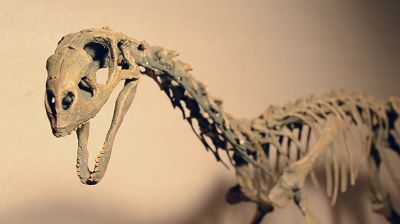 El Chilesaurus diegosuarezi es el único dinosaurio autóctono de nuestro país, y ha generado debate en la comunidad científica.