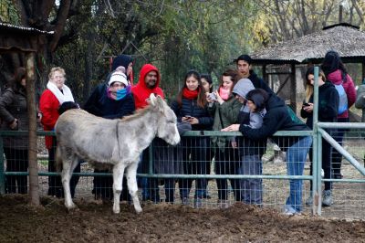 Proyecto "Intervenciones con caballos, perros y ovejas en la salud mental y física de niños que asisten a la Escuela Los Lirios de Coanil"ganador del Fondo Valentín Letelier 2017.