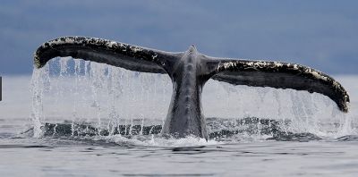 La ballena azul es uno de los animales más grandes que ha existido en el mundo. Puede llegar a medir 33 metros de longitud y pesar entre 80 y 160 toneladas