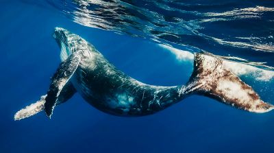 La herramienta en desarrollo busca la implementación de un sistema de monitoreo pasivo acústico automático para poder rastrear a las ballenas azules y otros grandes cetáceos para poder preservarlas.