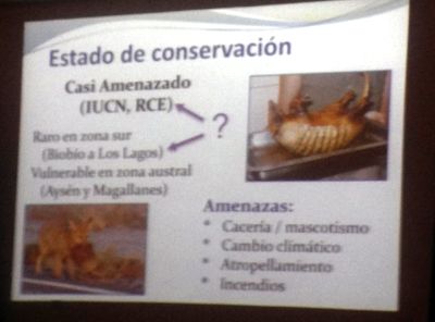 La experta señala que existen pocos estudios que puedan dar cuenta con mayor precisión del estado de conservación actual del armadillo en Chile.