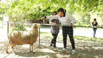 "Las ovejas son una especie altamente social, súper inteligentes, y son animales muy poco agresivos", relata la veterinaria María José Ubilla.