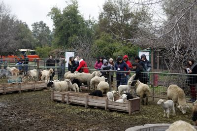 Proyecto "Intervenciones con caballos, perros y ovejas en la salud mental y física de niños que asisten a la Escuela Los Lirios de Coanil", uno de los ganadores FVL 2016.