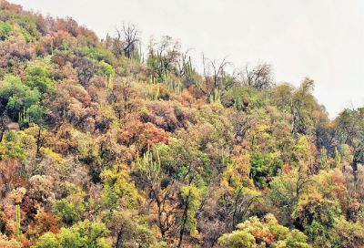 Los científicos advierten que "los bosques de la precordillera de Santiago están agonizando en un clima semidesértico. Los impactos están a la vista y, en muchos casos, son irreversibles".
