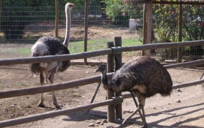 Una avestruz y un emú comparten comparten en la granja