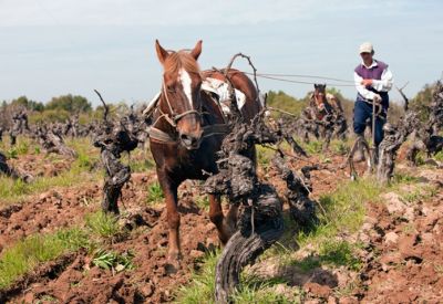 Los vinos son elaborado por pequeños viticultores del Valle del Maule e Itata.