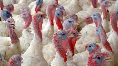 En diciembre del 2016, fue reportada la presencia de una cepa de Influenza aviar de baja patogenicidad del subtipo H7N6 en una granja comercial de pavos ubicada en la región de Valparaíso.