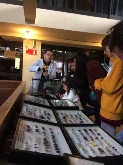 Los asistentes pudieron conocer una muestra de los Insectos de Chile del Museo Entomológico Luis Peña.